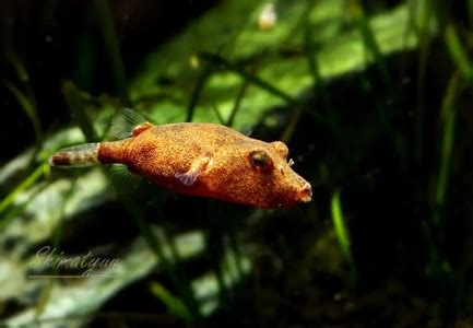 肉食魚種類|【小型水槽でもOK！】自宅で飼育可能なおすすめの。